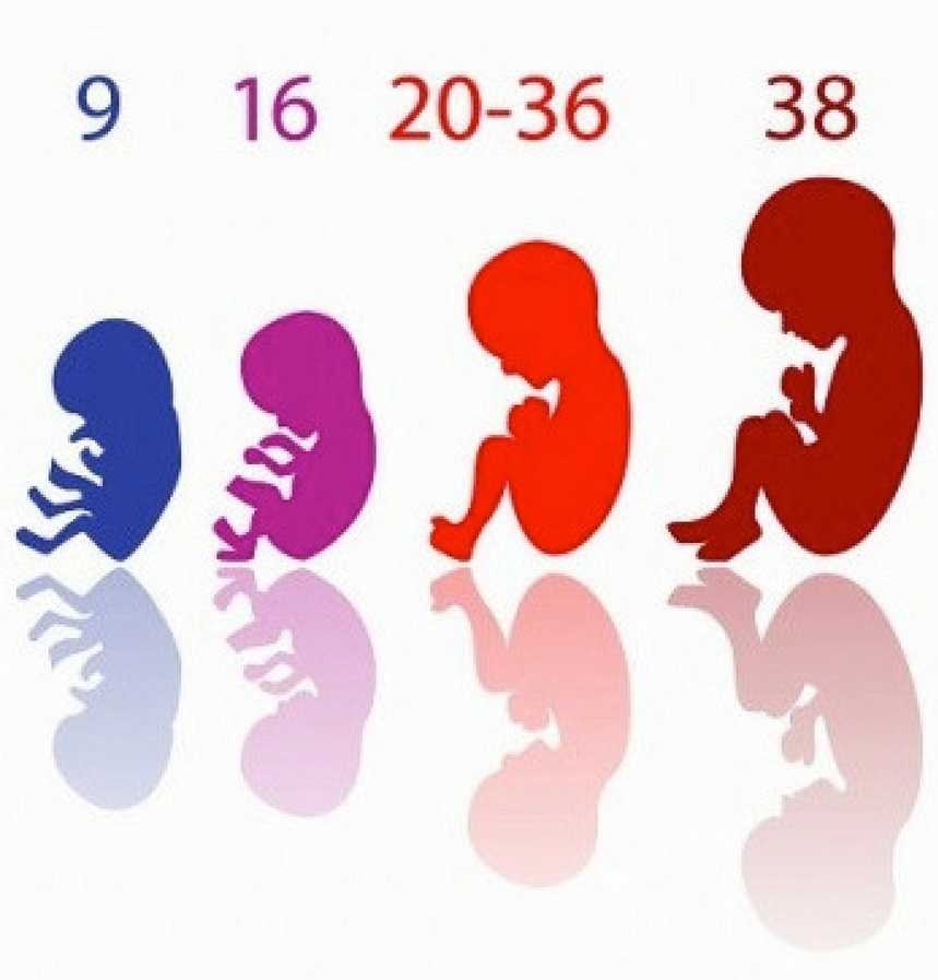 Mi Primer Embarazo - Período fetal