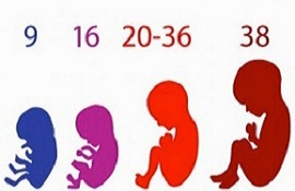 Mi Primer Embarazo - Período fetal