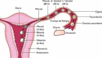 Ovulación